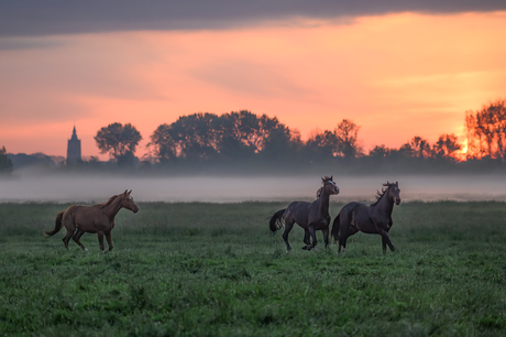 Paarden in de vroege ochtend