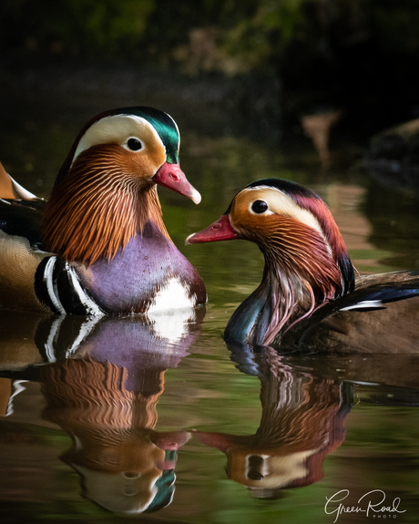 Mandarin Pair