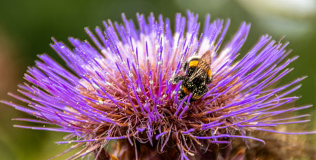 Een hommel op de artisjok