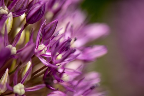 Paarse bloem