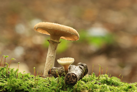 Gekroond Geleikelkje