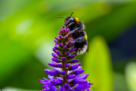 Eigen tuin
