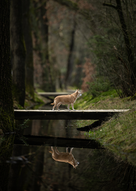 Klein bruggetje, klein hondje