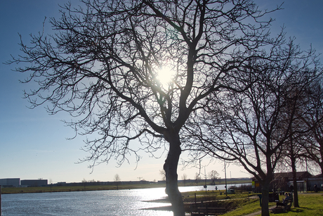Zie de zon schijnt door de bomen.