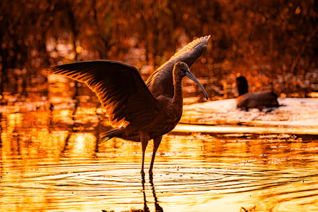 Ibis bij ondergaande zon