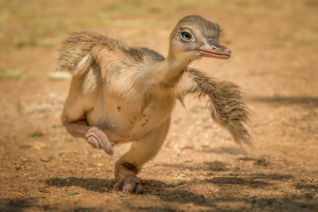 struisvogel baby