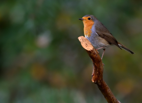 Roodborst op tak