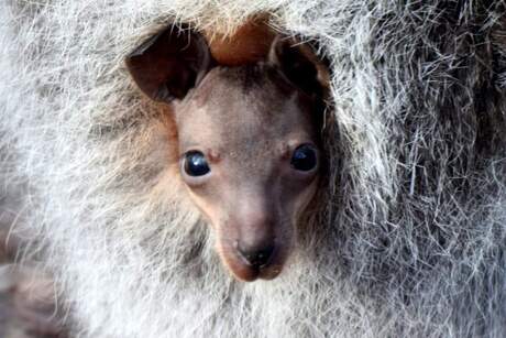 Baby wallaby