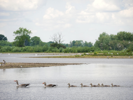Wild geese
