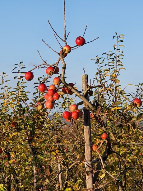 Appeltje voor de dorst