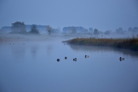 Eend tje in de Mist