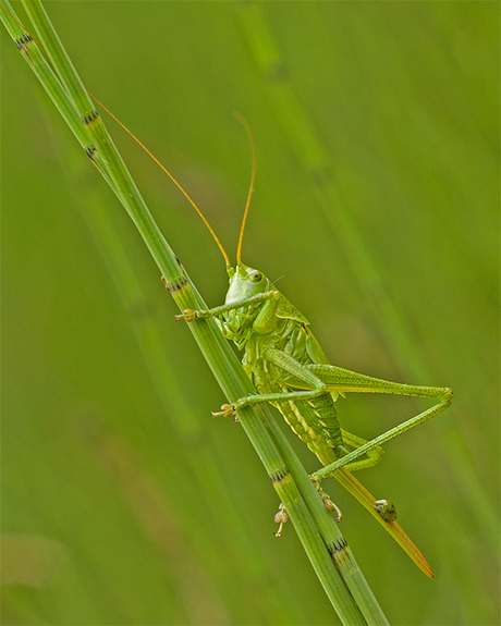 Grote groene sabelsprinkhaan.
