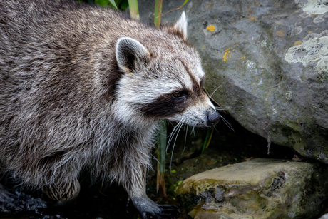 Wasberen is wat anders dan ijsberen