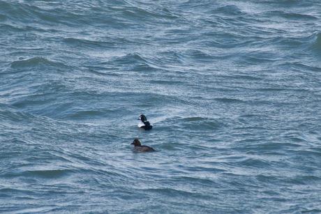 Brilduiker (paartje)