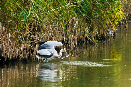 Blauwe reiger 