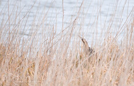 roerdomp in het riet 