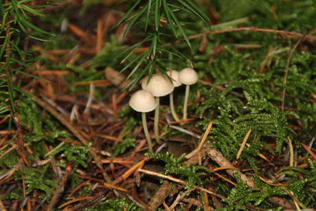 Melksteelmycena