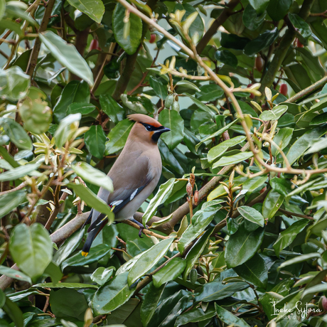 Pestvogel