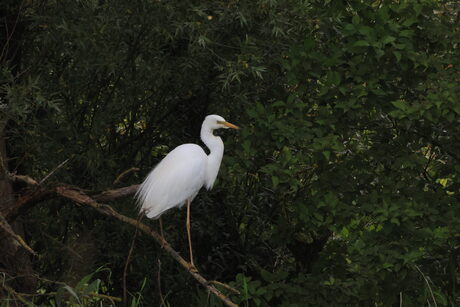 Zilverreiger 