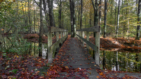 Waterloopbos Nov'21