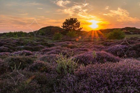 Heide in de duinen