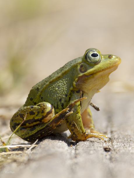 Zijprofiel groene kikker