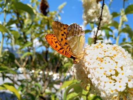 Lekkere bloemen 🦋