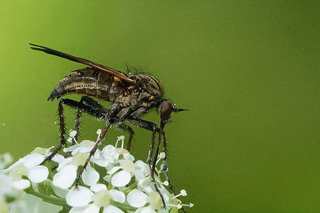 Insect