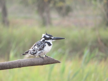 Bonte ijsvogel 