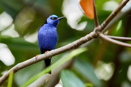 Purperen suikervogel