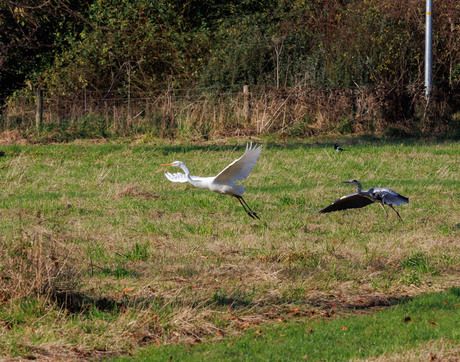 Blauwe reiger verjaagt zilverreiger