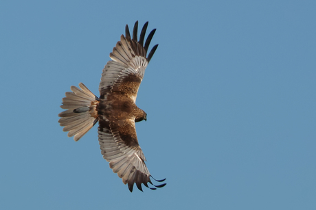 Bruine Kiekendief man 