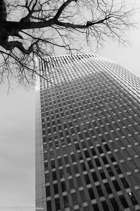 Natuur in de stad, - hoog en droog