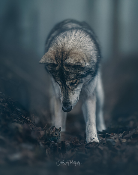 de wolf en de muis