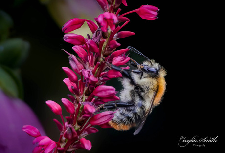 Hommel