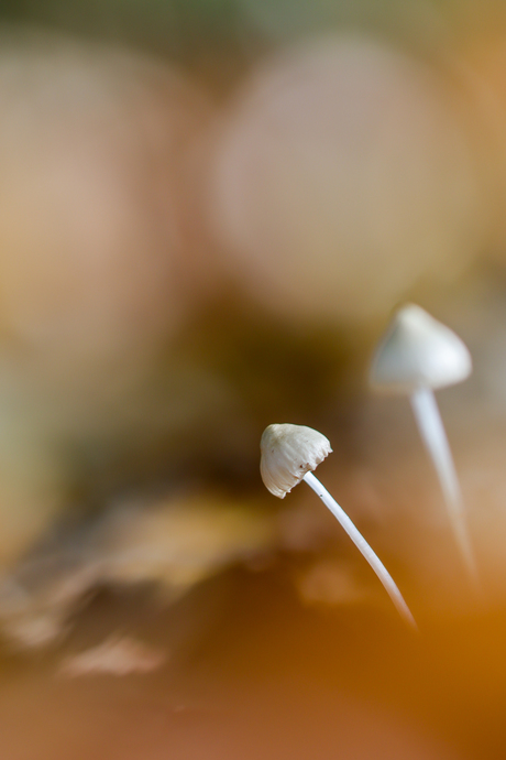 mycena
