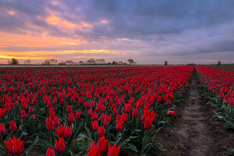 50 tinten rood
