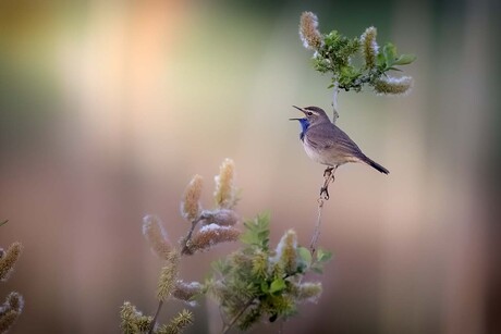 Blauwborst 