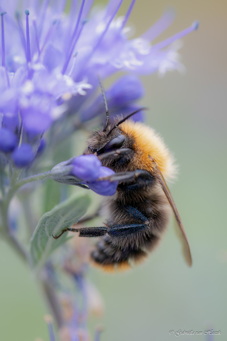Climbing on a flower 🌸