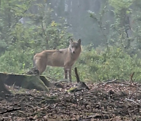 Wwwwolf