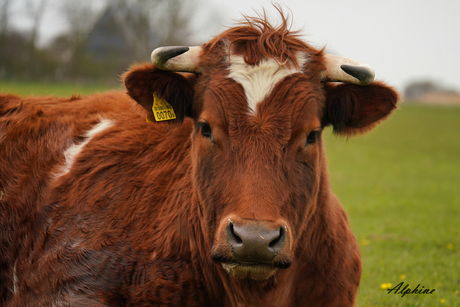 Brandrode runderen op Texel