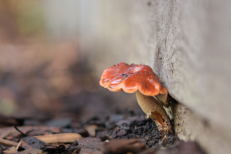 Eerste van de aankomende herfst