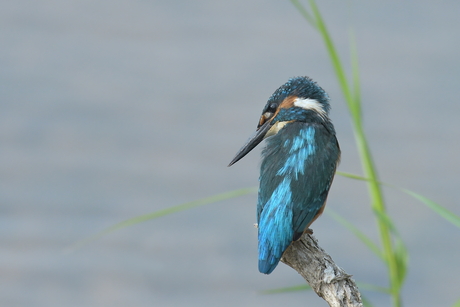 ijsvogel op zoek naar een visje