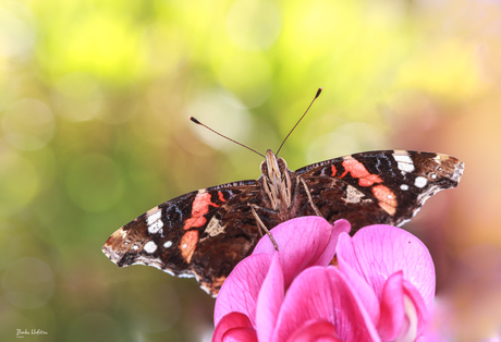 In eigen tuin