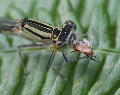 Watersnuffel met een lekker hapje.
