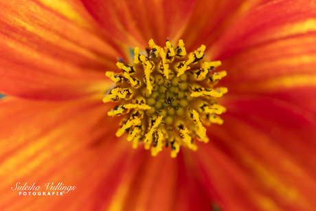 Oranje boven
