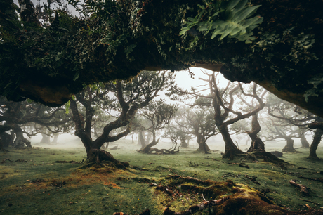 Fanal forest Madeira
