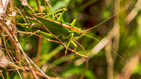 Grote groene Sabelsprinkhaan