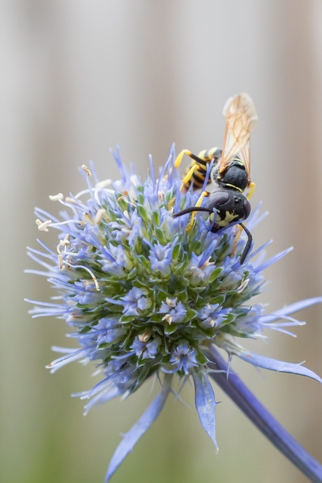 In de tuin