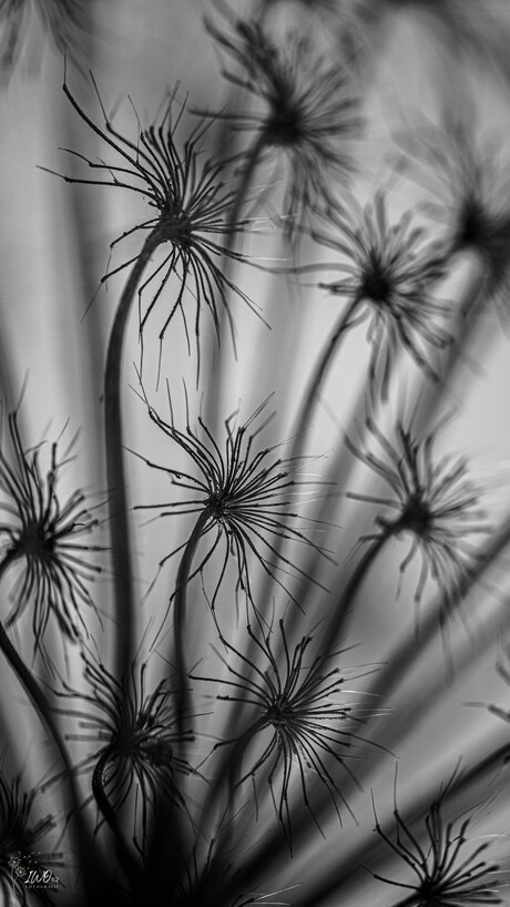 De takjes van de berenklauw.